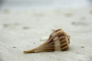 Shell on Beach in Florida