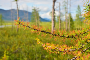 The forest tundra in summer.