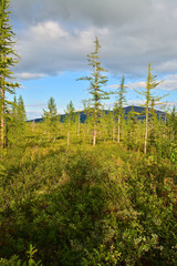 The forest tundra in summer.