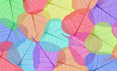 Decorative colorful skeleton leaves background