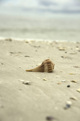 Shell on Beach in Florida