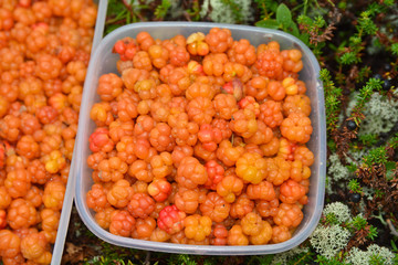 Cloudberries.