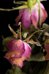 Fototapeta premium Withered Flower Close-up / Withered Flower / Withered Flower on Black Background