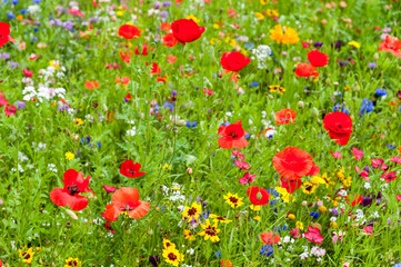 Obraz premium Dzikie Flowes latem