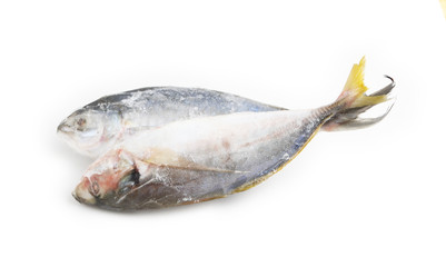 Fresh fish food on ice, white background.