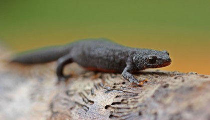 Weiblicher Bergmolch (Ichthyosaura alpestris) in Landtracht
