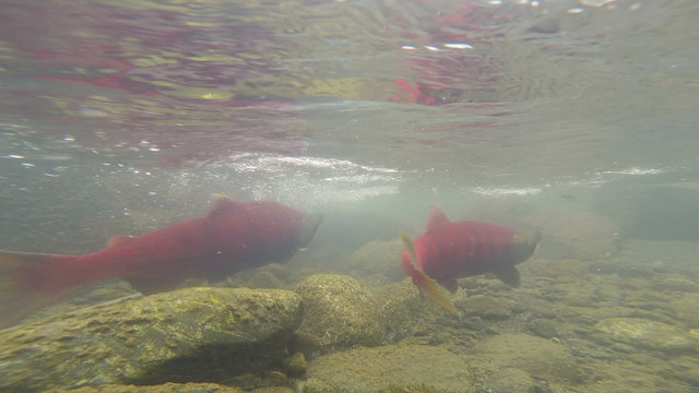 Wild Pacific Salmon Spawning Clear Glacier Stream Animal Wildlife 