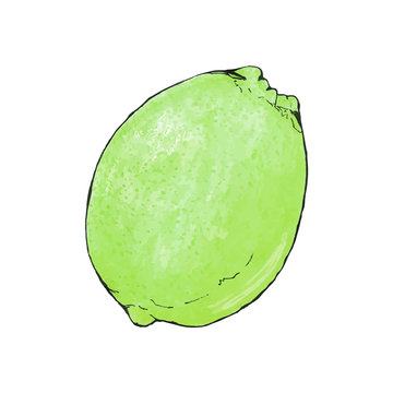 Lime or lemon. Hand-drawn fruit. Real watercolor drawing. Vector