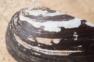 large background shell on sand