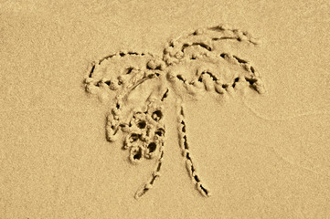 drawing on the sand palm
