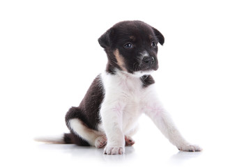 Fototapeta premium Adorable puppy sitting