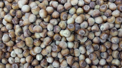 A lot of hazelnuts in shell