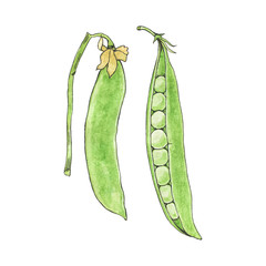 Green peas. Hand-drawn fresh vegetables. Real watercolor drawing