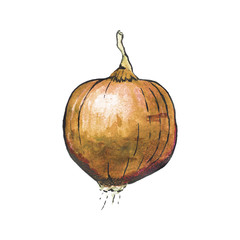 Gold onion. Hand-drawn fresh vegetable. Real watercolor drawing