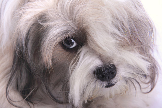 Emo dog