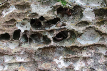 Rock at Pa Hin Ngam National Park,Thailand.