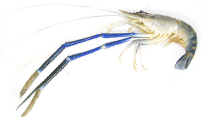 Fresh prawn from river