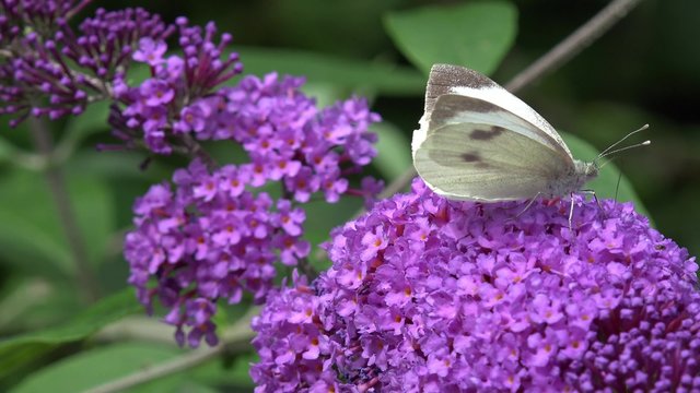Large White  Butterfly on purple  flower
