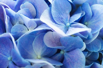 Photo sur Plexiglas Hortensia Beautiful hydrangea floral