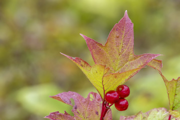 Highbush Cranberry Leaf and Berries in Fall