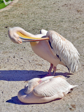 pellicano dal becco colorato mentre si pulisce le piume