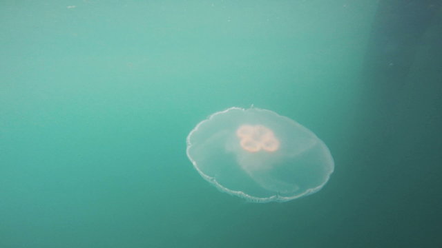 Bright White Jellyfish Resurrection Bay Alaska Sea Wildlife