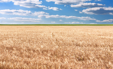 Wheat field