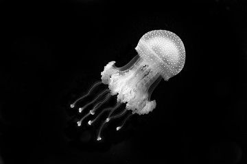 Obraz premium Meduzy w czerni i bieli