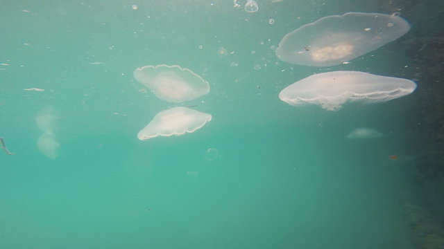Bright White Jellyfish Reserrection Bay Alaska Sea Wildlife