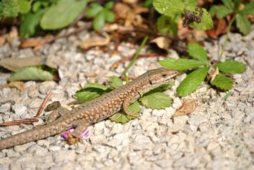 lézard