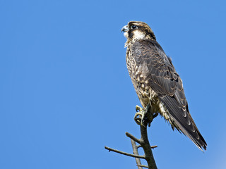 Juvenile Peregrine Falcon perched on a branch