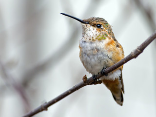 Rufous Hummingbird on a branch