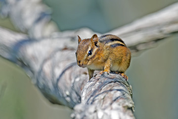 Chipmunk walking on a long branch