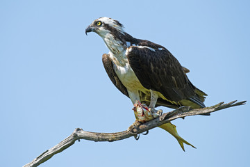 Osprey with Fish