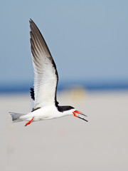 Black Skimmer in flight across the beach