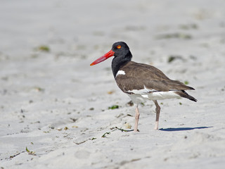 American Oystercatcher walking on the beach
