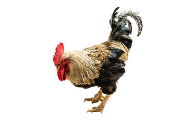 rooster