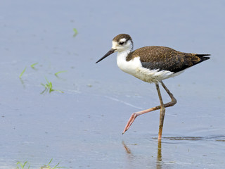 Juvenile Black-necked Stilt walking in the marsh