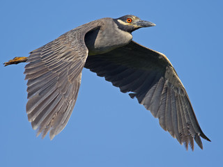 Yellow-crowned Night Heron in Flight