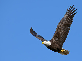 American Bald Eagle in Flight with Large Fish