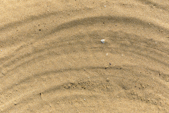 Beach sand and white shell