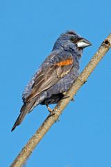 Male Blue Grosbeak perched on a Branch