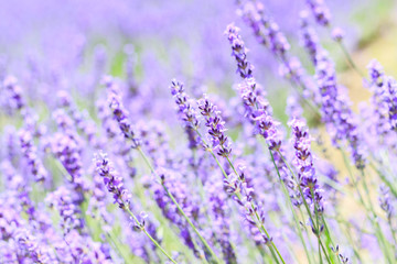 abstract lavender closeup in field on summer japan nature blurre