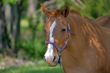 Obraz premium Horse on a farm