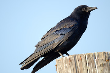 American Crow standing on a Piling.