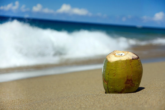 coconut on white sandy beach 