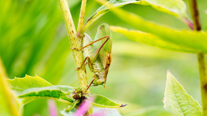 green grasshopper in a thicket of grass