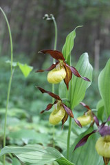 Frauenschuh Orchideen doppelblüten am natürlichen Standort