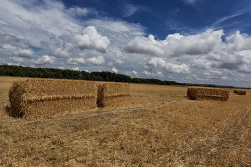 Squares straw bales after harvest wheat 6