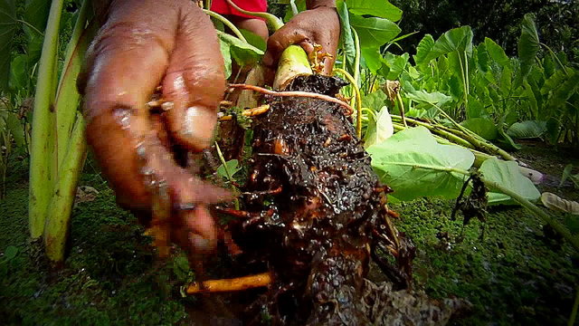 Tarot root is extracted from the ground.